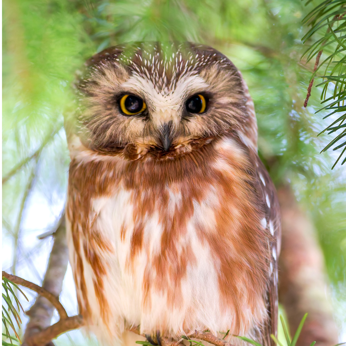 Northern Saw-whet Owl — Eastside Audubon Society
